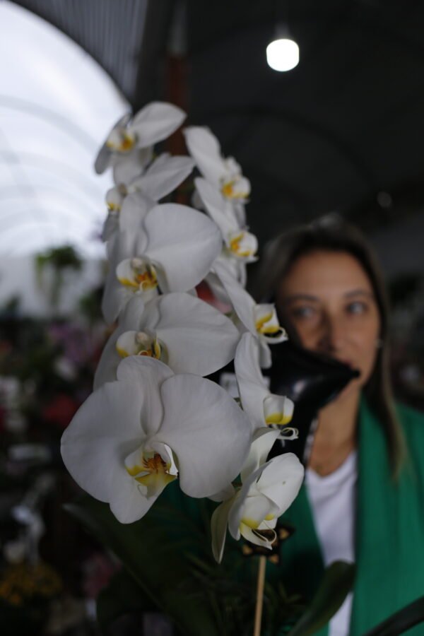 Orquídea Cascata